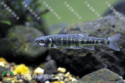 8公分的虎魚喂什么飼料：8公分的虎魚在喂食時(shí)有多種選擇，包括活食、冷凍食物和餌料飼料 虎魚百科 第2張