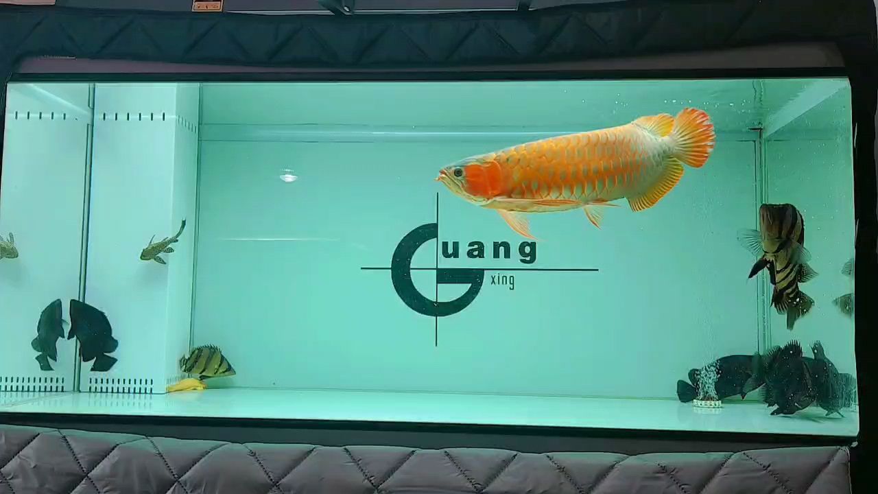 龍年養(yǎng)龍六六大順如魚得水：龍年養(yǎng)龍六六 觀賞魚論壇