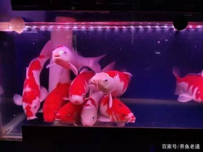 1米8魚缸養(yǎng)幾條魚最好：1米8的魚缸養(yǎng)幾條魚最好 魚缸百科 第2張