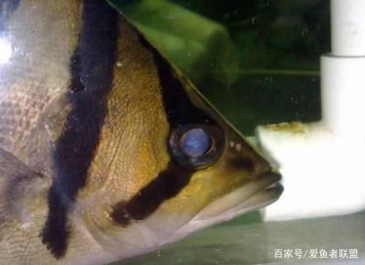 虎魚蒙眼是什么原因引起的：虎魚蒙眼是什么原因引發(fā)的 虎魚百科 第1張