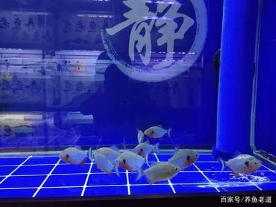 黑缸養(yǎng)蘇虎：在黑缸中養(yǎng)蘇虎魚時(shí)需要注意什么，黑缸養(yǎng)蘇虎魚的水質(zhì)管理 蘇虎 第1張