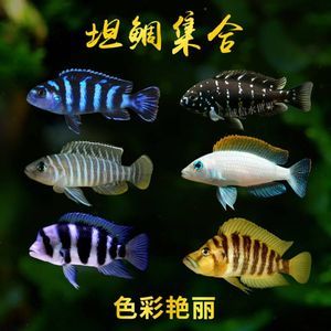 黑缸養(yǎng)蘇虎：在黑缸中養(yǎng)蘇虎魚時(shí)需要注意什么，黑缸養(yǎng)蘇虎魚的水質(zhì)管理 蘇虎 第3張