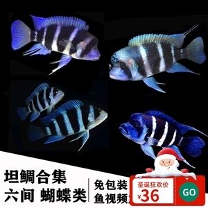 黑缸養(yǎng)蘇虎：在黑缸中養(yǎng)蘇虎魚時(shí)需要注意什么，黑缸養(yǎng)蘇虎魚的水質(zhì)管理 蘇虎 第2張