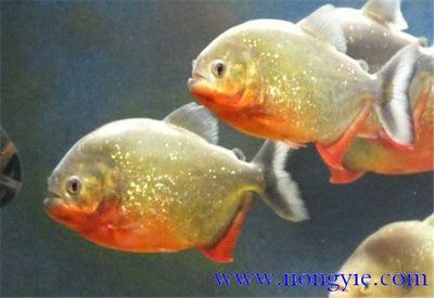 虎魚有沒有養(yǎng)殖的：虎魚可以養(yǎng)殖嗎 虎魚百科 第1張