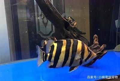 蘇虎魚為什么變色了不能養(yǎng)了：蘇虎魚為什么變色了 蘇虎 第1張