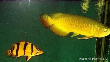 泰國(guó)虎和什么魚混養(yǎng)：在混養(yǎng)時(shí)，泰國(guó)虎和什么魚混養(yǎng) 泰國(guó)虎魚 第1張