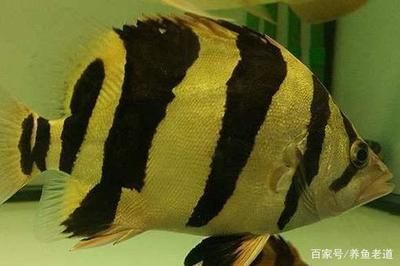 泰國(guó)虎和什么魚混養(yǎng)：在混養(yǎng)時(shí)，泰國(guó)虎和什么魚混養(yǎng) 泰國(guó)虎魚 第3張