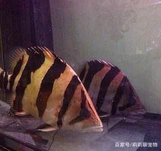 虎魚(yú)一害怕就變成黑色：為什么虎魚(yú)一害怕就變成黑色