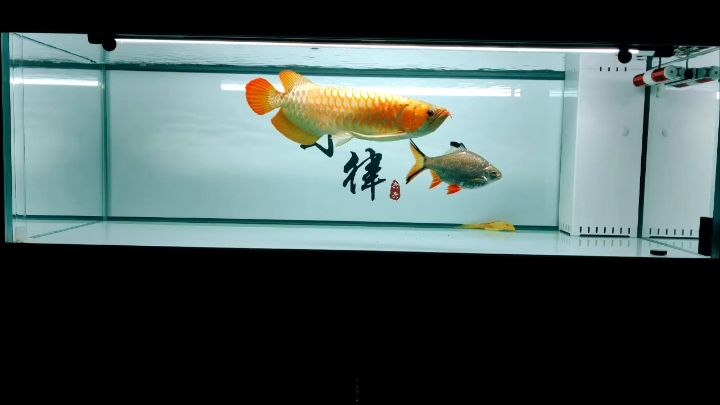 總感覺(jué)差條虎魚：空氣缸才是好缸 觀賞魚論壇