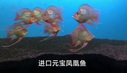 進(jìn)口元寶鳳凰只有祥龍魚場有：進(jìn)口元寶鳳凰魚,進(jìn)口元寶鳳凰只有祥龍魚場有 進(jìn)口元寶鳳凰魚 第2張