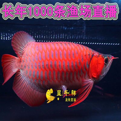 虎魚配魚底層是什么魚：虎魚可以與多種魚類混養(yǎng)，其中一些適合放在魚缸的底層 虎魚百科 第2張