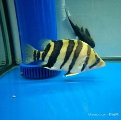 8公分小虎魚(yú)吃什么：8公分小虎魚(yú)在飲食上有一定的偏好和需求