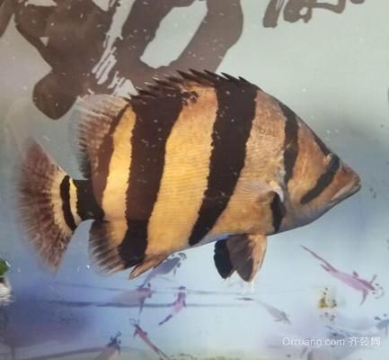 8公分小虎魚(yú)吃什么：8公分小虎魚(yú)在飲食上有一定的偏好和需求