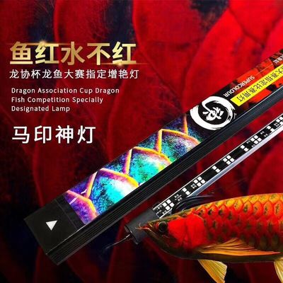 泰虎魚(yú)的壽命有多長(zhǎng)：泰國(guó)虎魚(yú)的壽命有多長(zhǎng)？ 泰國(guó)虎魚(yú) 第4張