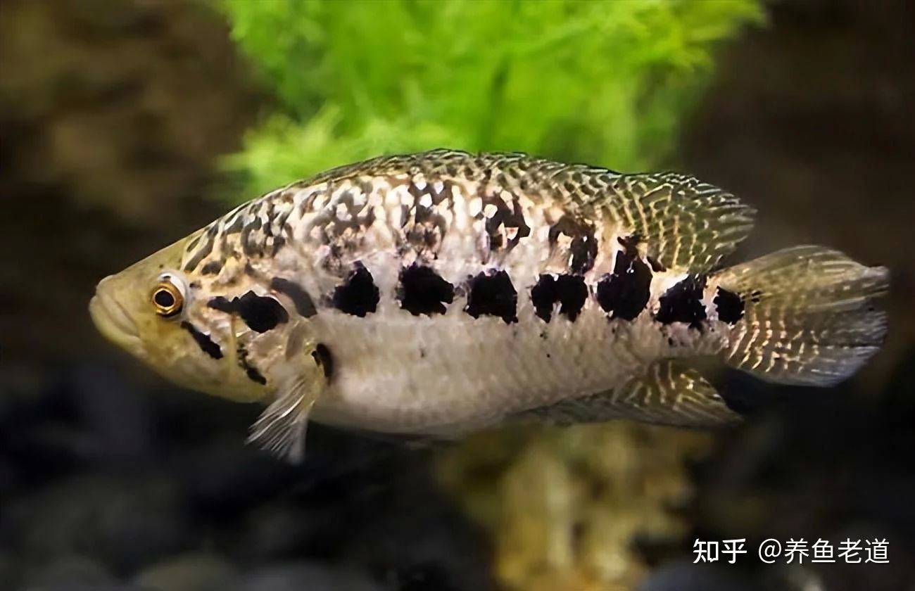 龍魚(yú)的嘴巴：關(guān)于龍魚(yú)嘴巴的一些詳細(xì)信息 龍魚(yú)百科 第3張