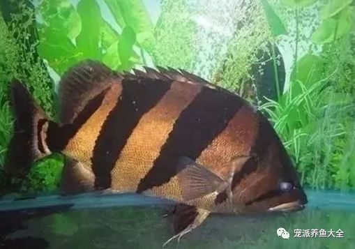 泰國(guó)虎魚飼養(yǎng)溫度：關(guān)于泰國(guó)虎魚飼養(yǎng)溫度的一些詳細(xì)信息 泰國(guó)虎魚 第1張