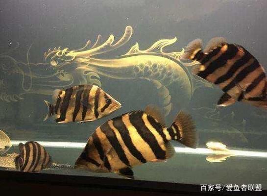 泰國(guó)虎魚飼養(yǎng)溫度：關(guān)于泰國(guó)虎魚飼養(yǎng)溫度的一些詳細(xì)信息 泰國(guó)虎魚 第3張