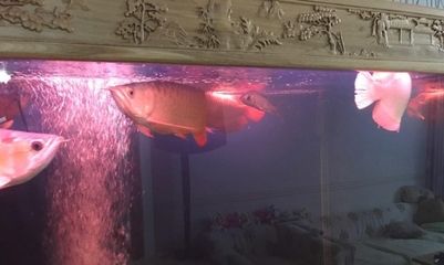 10個厚的玻璃能做多大的魚缸：10mm厚的玻璃能做多大的魚缸，10個厚的玻璃能做多大的魚缸 魚缸定做 第2張