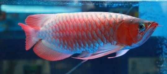 10個厚的玻璃能做多大的魚缸：10mm厚的玻璃能做多大的魚缸，10個厚的玻璃能做多大的魚缸 魚缸定做 第3張