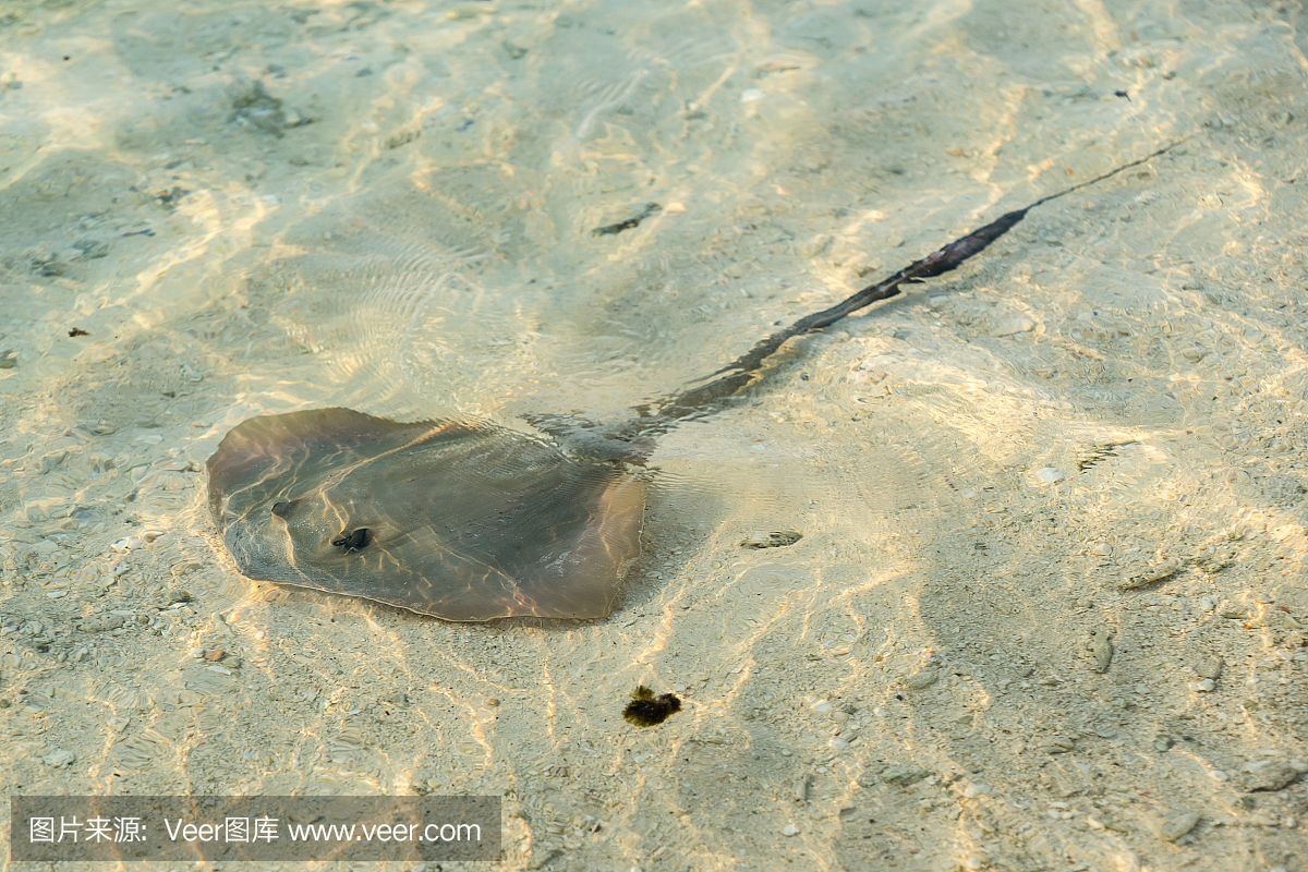 魟魚底部：關(guān)于[需手動填充]魚的問題