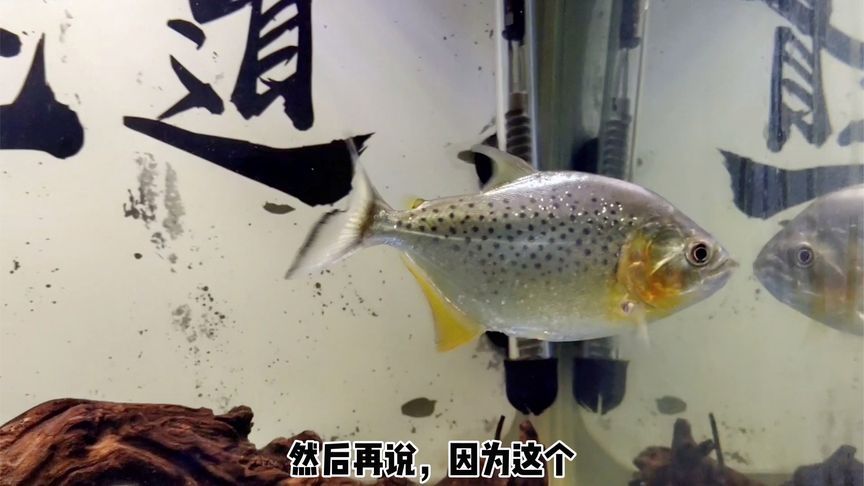 虎魚黑了：虎魚體色變黑可能由多種原因引起，虎魚體色變黑可能由多種因素引起 虎魚百科 第1張