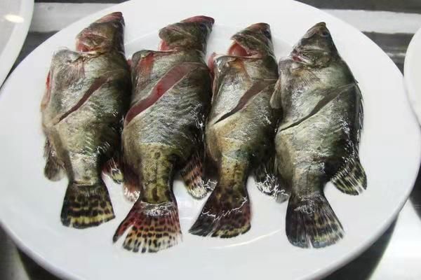 泰國(guó)虎魚(yú)怎么吃最好：泰國(guó)虎魚(yú)的最佳喂食方式 泰國(guó)虎魚(yú) 第1張