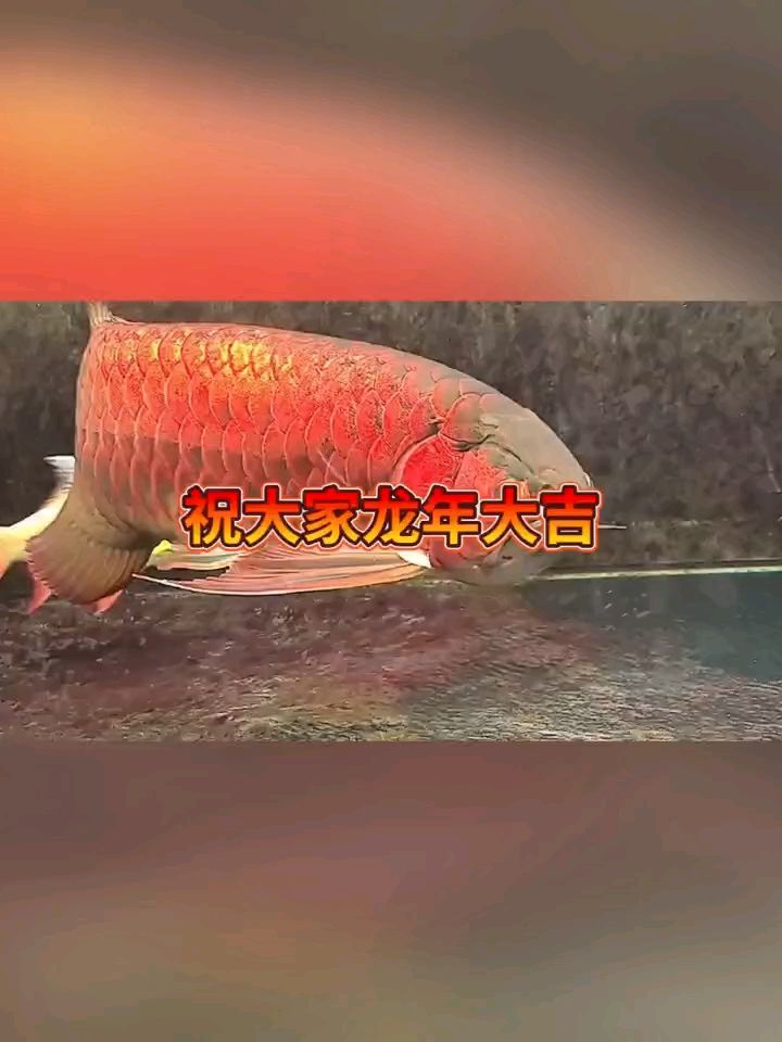 恭喜發(fā)財(cái)：隨拍,被養(yǎng)魚耽誤的建筑師 觀賞魚論壇