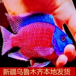 魟魚好養(yǎng)嗎 皇冠：皇冠魟魚好養(yǎng)嗎 魟魚百科 第1張