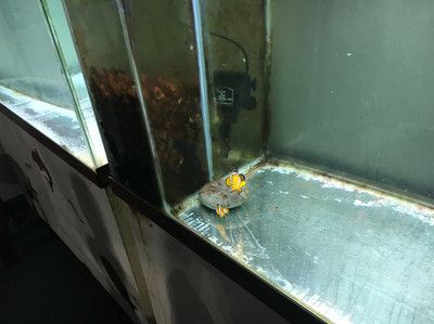 魟魚會(huì)毒死其他魚嗎視頻：魟魚會(huì)毒死其他魚嗎 魟魚百科 第3張