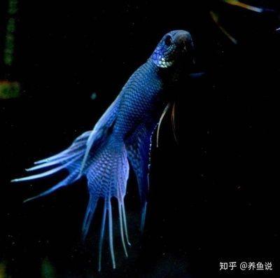 觀賞魚魟魚品種：關于觀賞魚魟魚的品種我從搜索結果中找到了相關信息