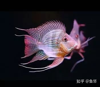 蘇虎魚好不好吃怎么看出來的：蘇虎魚好不好吃怎么看出來 蘇虎 第3張