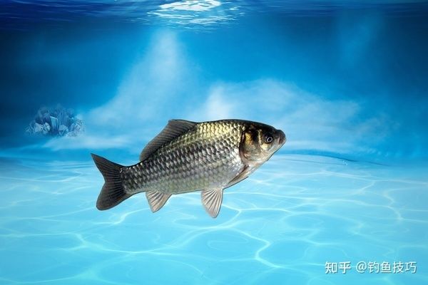 魟魚爬缸溫度多少合適：魟魚爬缸時的溫度多少合適 魟魚百科 第3張