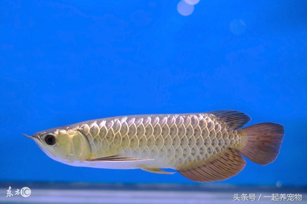 泰國虎魚為什么會變黑的原因：泰國虎魚為什么會變黑 泰國虎魚 第2張