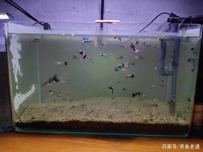 10升魚缸養(yǎng)多少孔雀魚：10升魚缸養(yǎng)多少孔雀魚缸養(yǎng)多少孔雀魚數(shù)量 魚缸定做 第3張