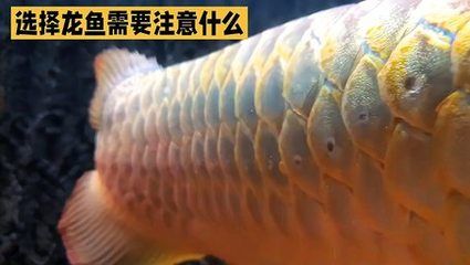 北京龍魚批發(fā)市場營業(yè)時間：北京龍魚批發(fā)市場的營業(yè)時間