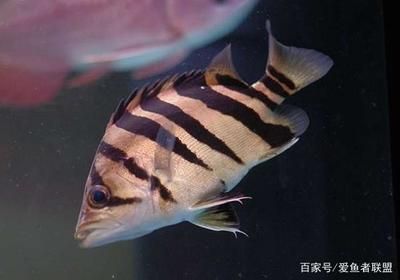 虎魚為什么會斷紋的原因：虎魚為什么會斷紋 虎魚百科 第2張