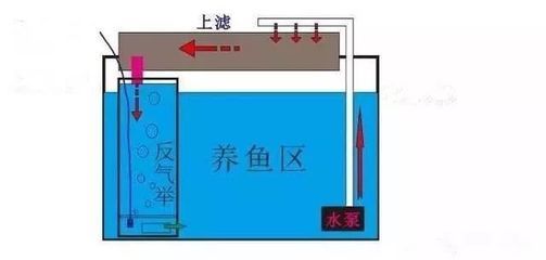 1.2米魚缸出水口最佳位置圖：1.2米以上的魚缸出水口最佳位置圖解和注意事項