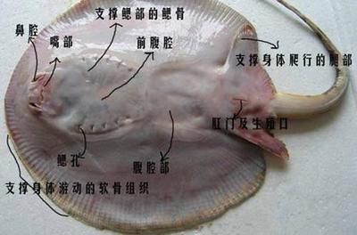 15公分魟魚每天喂食幾次：15公分的魟魚每天喂食幾次 魟魚百科 第2張