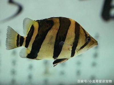 虎魚(yú)吃泥鰍好還是吃蝦好 虎魚(yú)百科 第2張