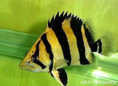 虎魚(yú)吃泥鰍好還是吃蝦好 虎魚(yú)百科 第3張