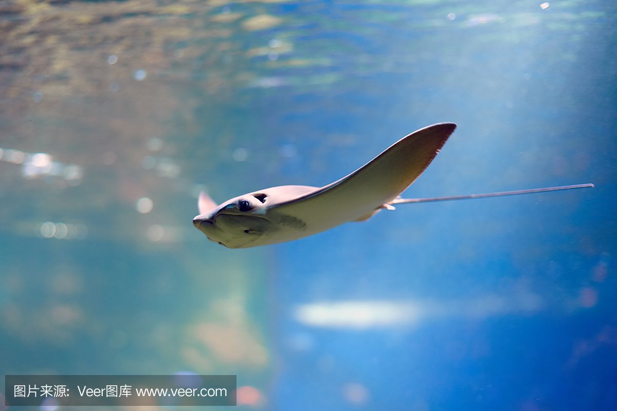 魟魚飛起來狀態(tài)好不好：魟魚飛起來好不好