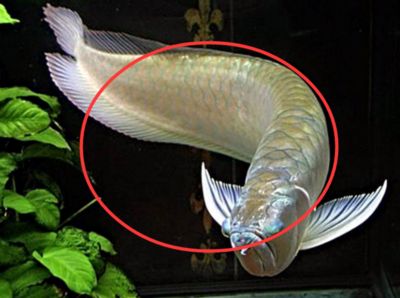 養(yǎng)銀龍魚好嗎風(fēng)水好嗎：養(yǎng)銀龍魚好嗎？ 龍魚百科 第3張