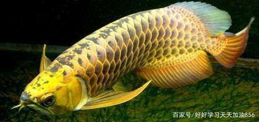 金龍魚 肉食：關(guān)于金龍魚的食性和喂食頻率的一些詳細信息