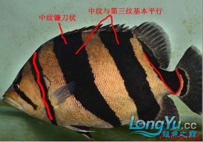 泰國虎魚保護級別是多少級：泰國虎魚保護級別是多少級別泰國虎魚保護級別是多少級 泰國虎魚 第2張