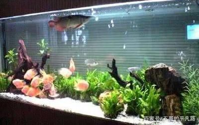 魟魚(yú)死了會(huì)變硬嗎為什么：魟魚(yú)在死亡后確實(shí)會(huì)出現(xiàn)身體變硬的現(xiàn)象為什么[需手動(dòng)填充]魚(yú)死了會(huì)變硬嗎 魟魚(yú)百科 第1張