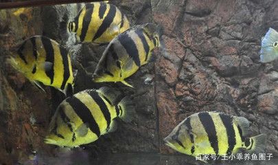 泰國(guó)虎魚飼養(yǎng)方法和技巧視頻：對(duì)不起，我無(wú)法找到與“泰國(guó)虎魚飼養(yǎng)方法和技巧視頻”的搜索結(jié)果 泰國(guó)虎魚 第1張