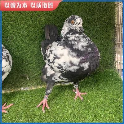 元寶鳳凰怎么發(fā)色好看一點(diǎn)圖片視頻：元寶鳳凰怎么發(fā)色 進(jìn)口元寶鳳凰魚 第3張