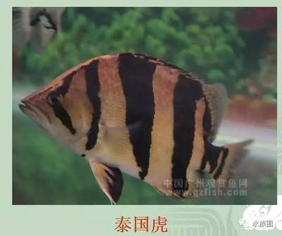 泰國(guó)虎是什么魚種類圖片：泰國(guó)虎是什么魚種類