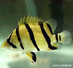 泰國(guó)虎是什么魚種類圖片：泰國(guó)虎是什么魚種類