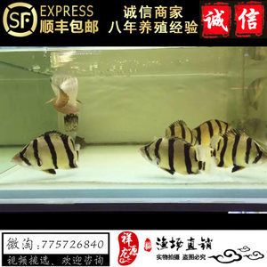 元寶鳳凰魚怎么養(yǎng)的好看又好養(yǎng)活：元寶鳳凰魚的飼養(yǎng)方法和注意事項 元寶鳳凰魚百科 第3張